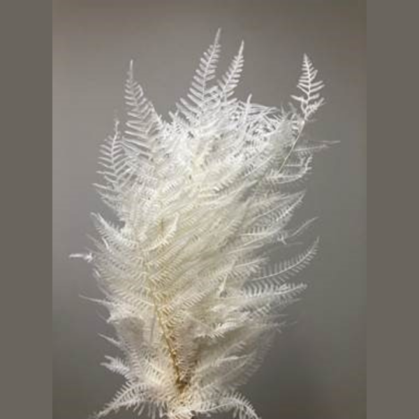 dried flat fern bleached white