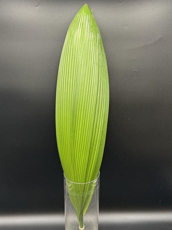Accordion Palm