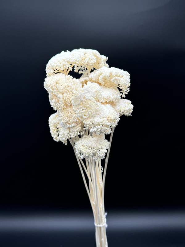 dried achillea bleached white
