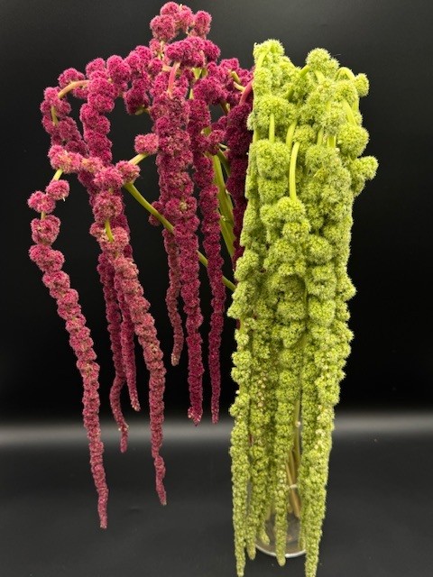 amaranthus hanging mix