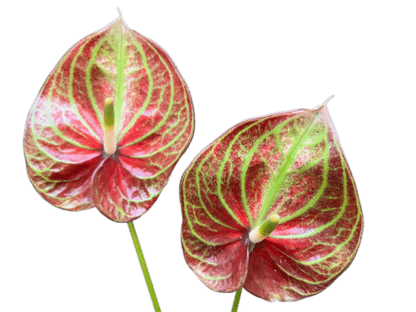 ANTHURIUM MIX - Image 2