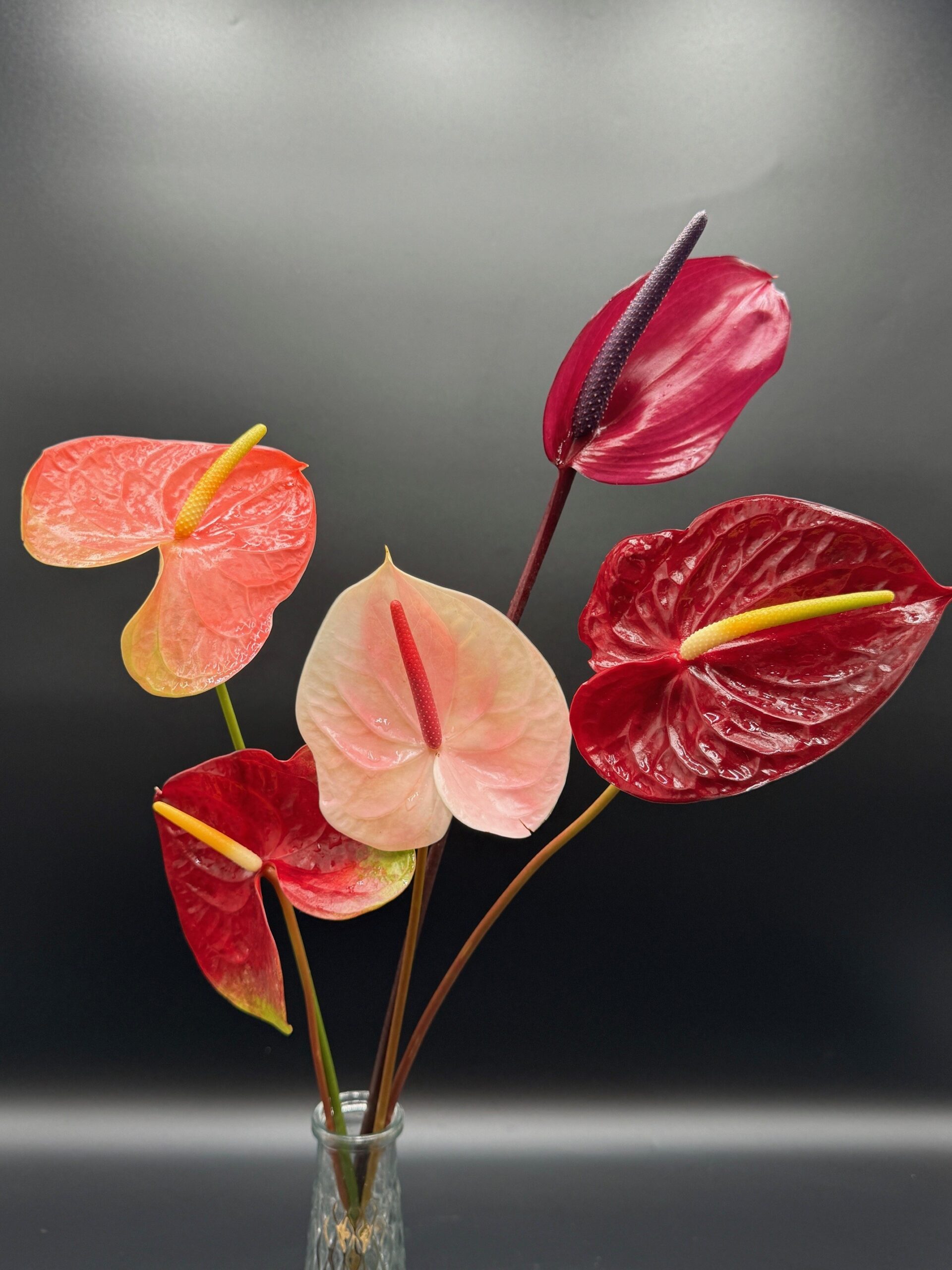 ANTHURIUM