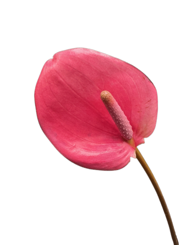 ANTHURIUM MIX - Image 3