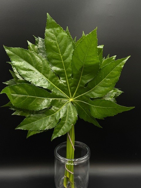 Aralia