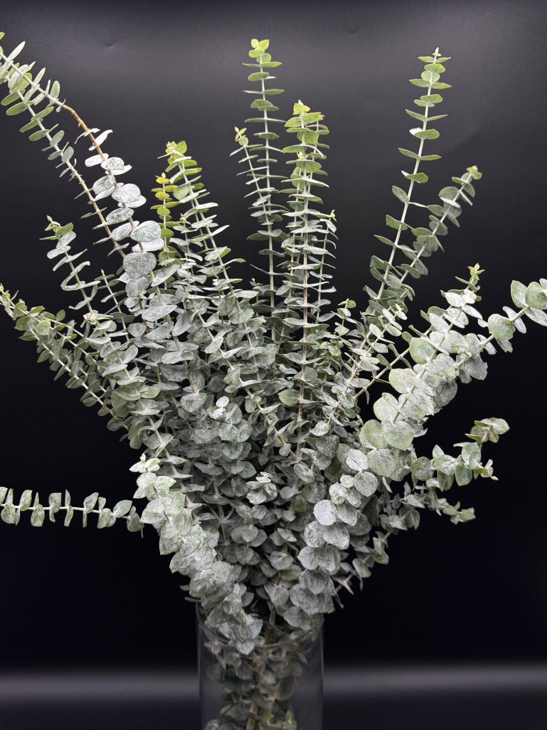 Eucalyptus Baby Blue