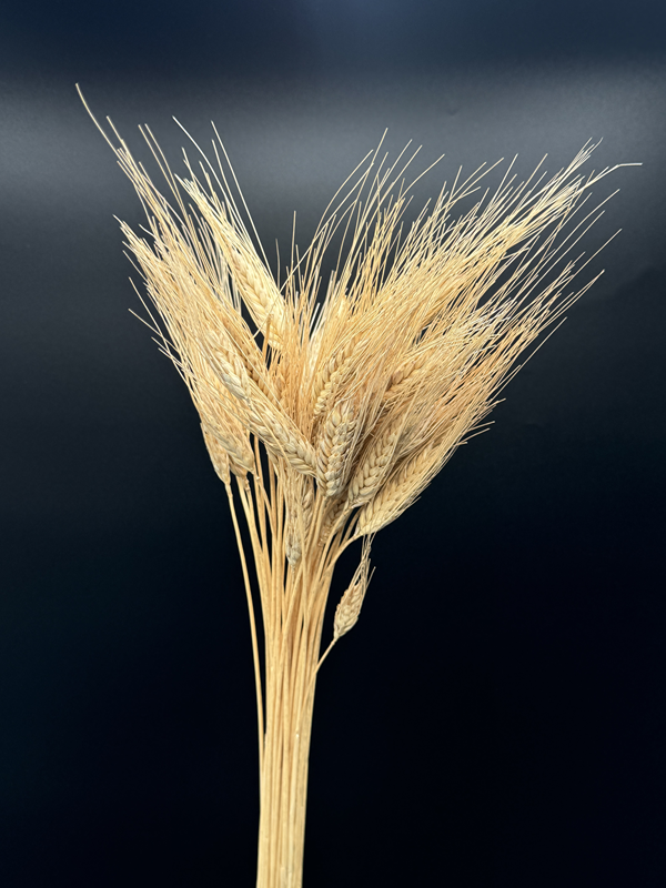dried triticum