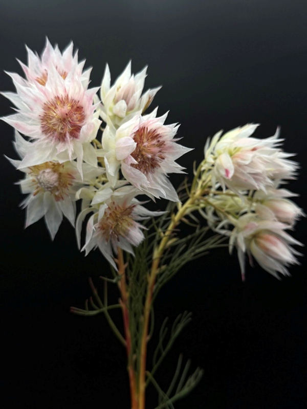 Blushing bride Pink Africa