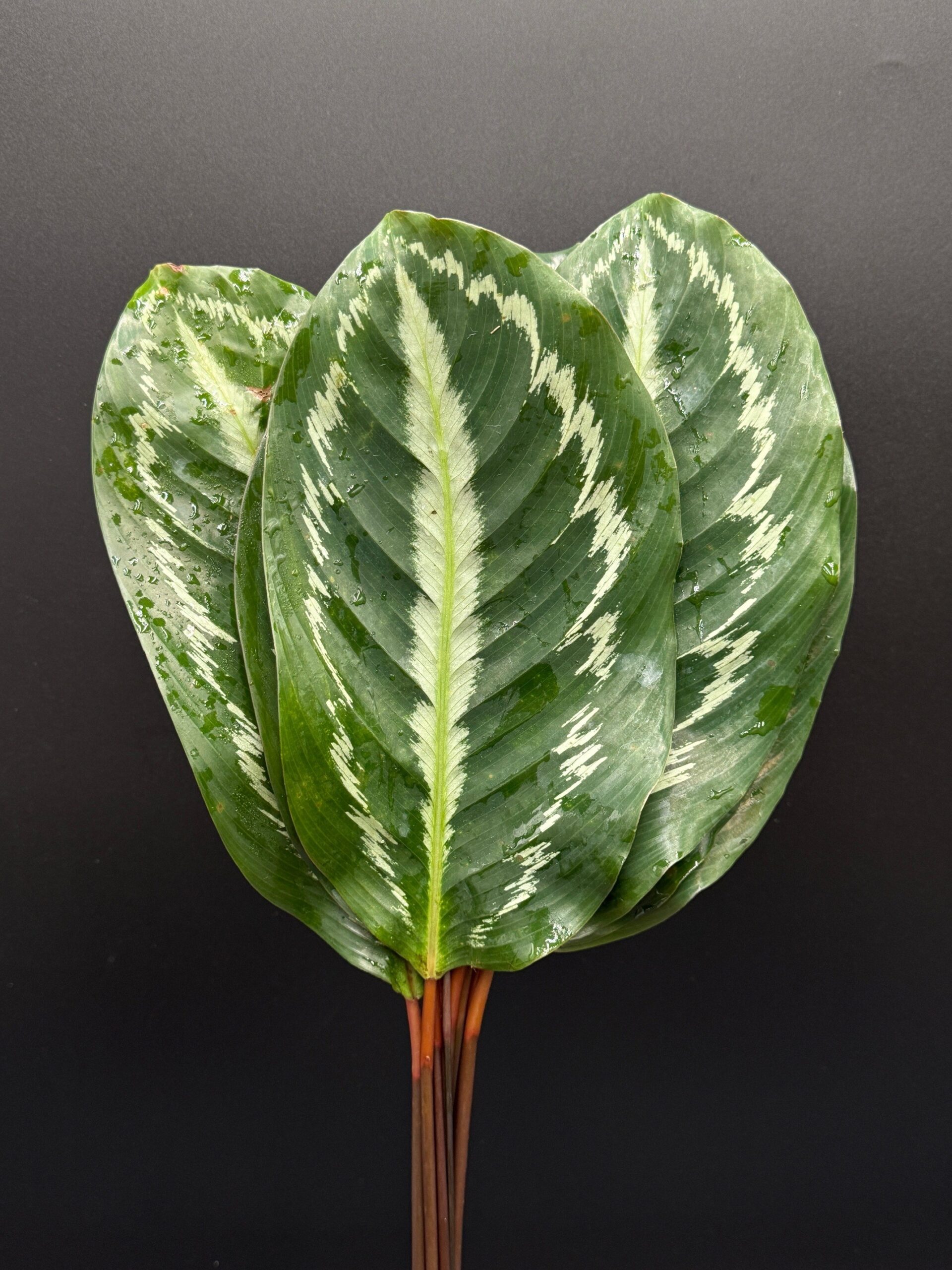 Calathea Medallion