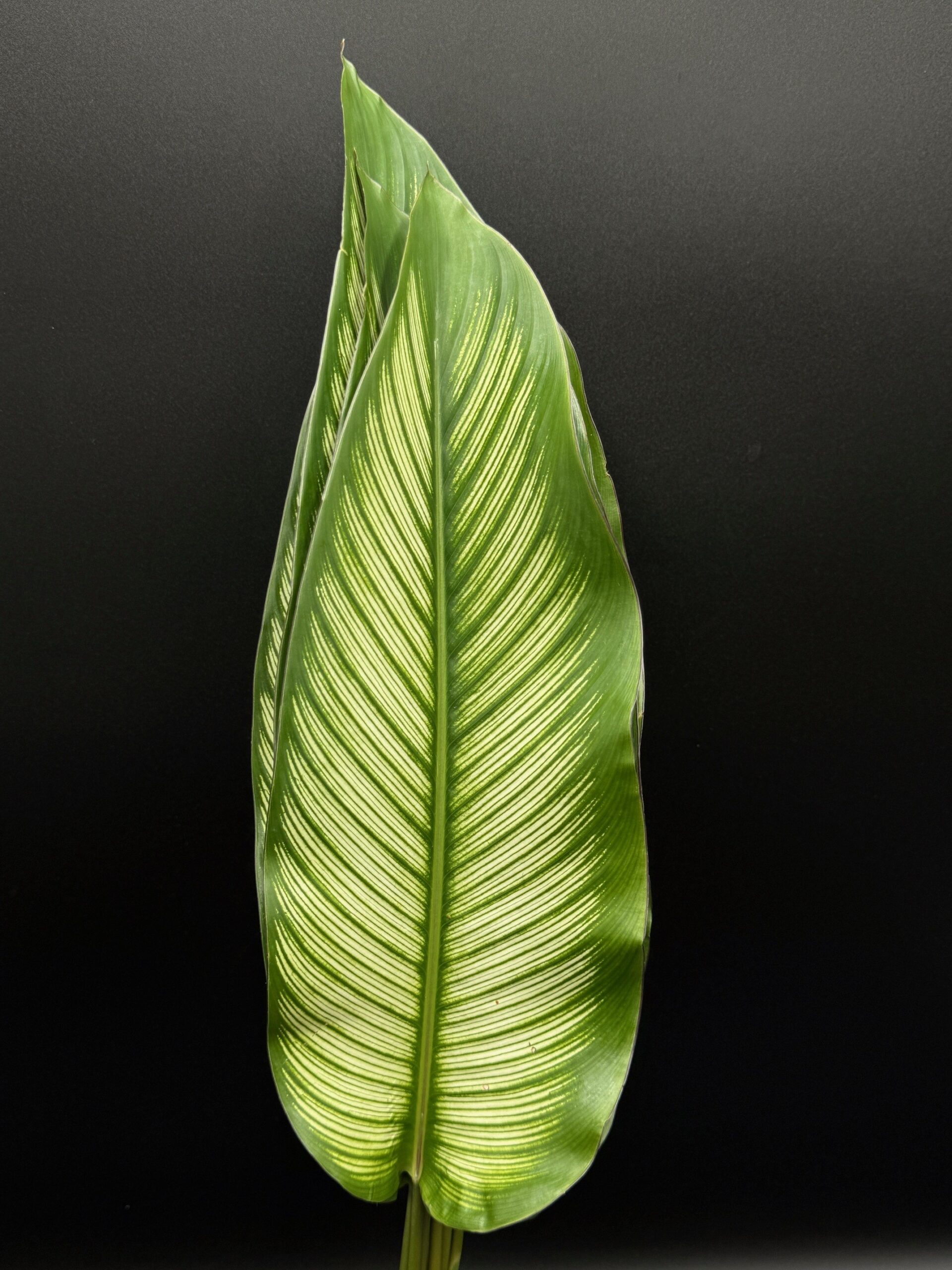 Calathea White Star