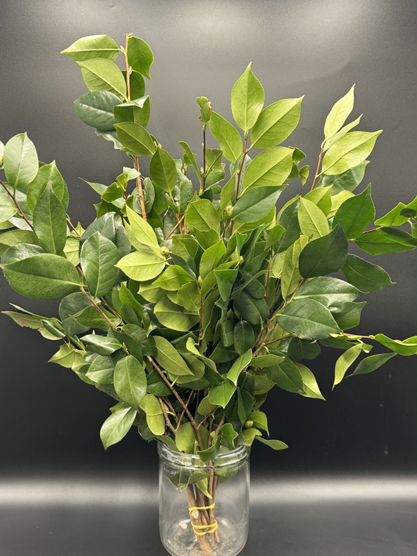 camelia foliage western