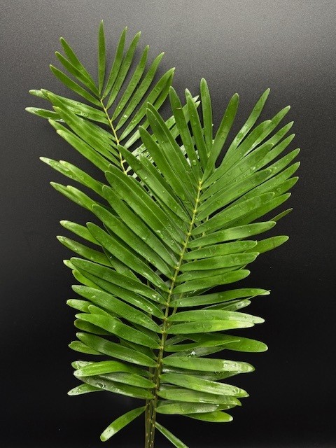 Coontie_Fern