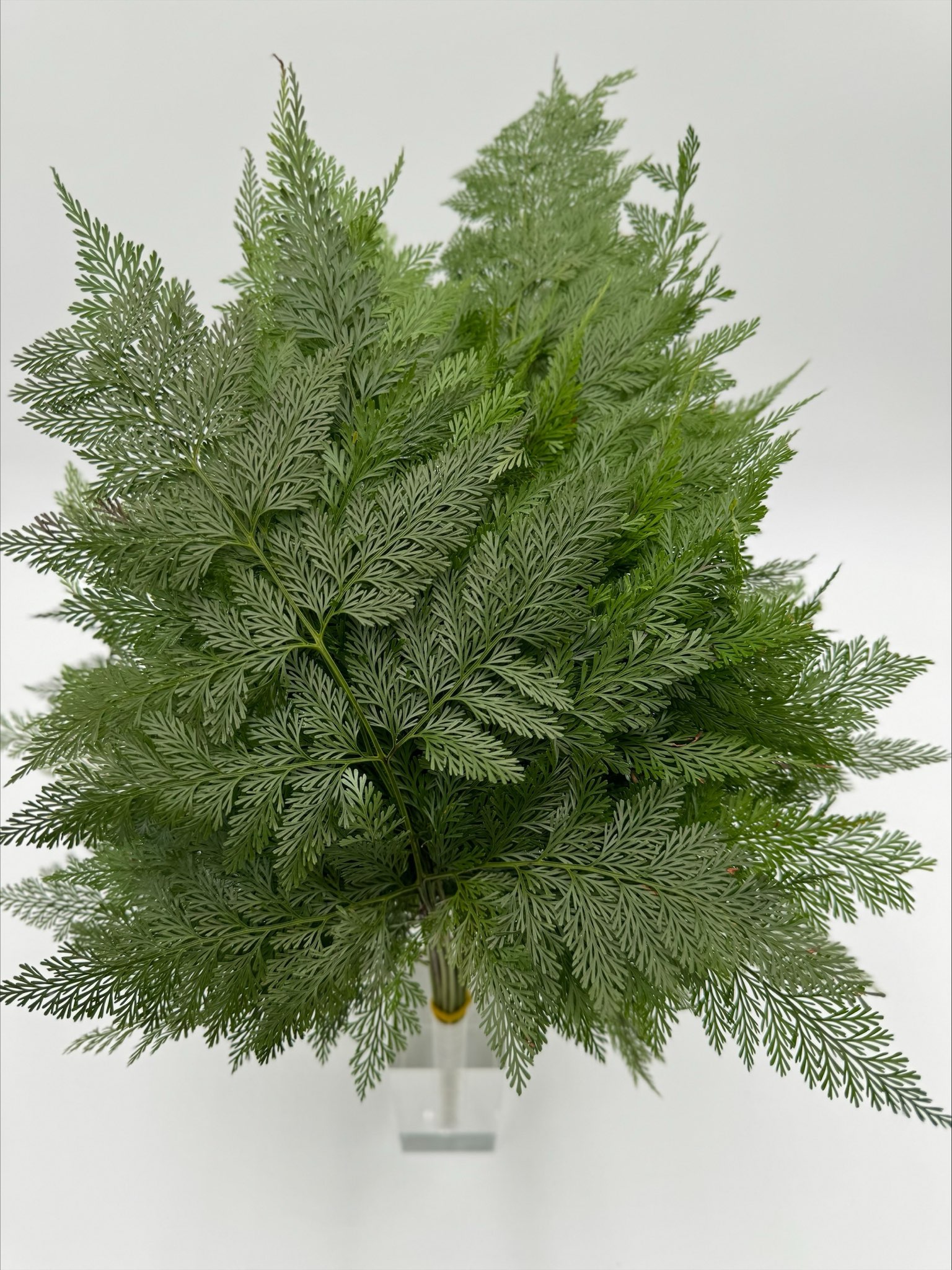 Davalia Fern