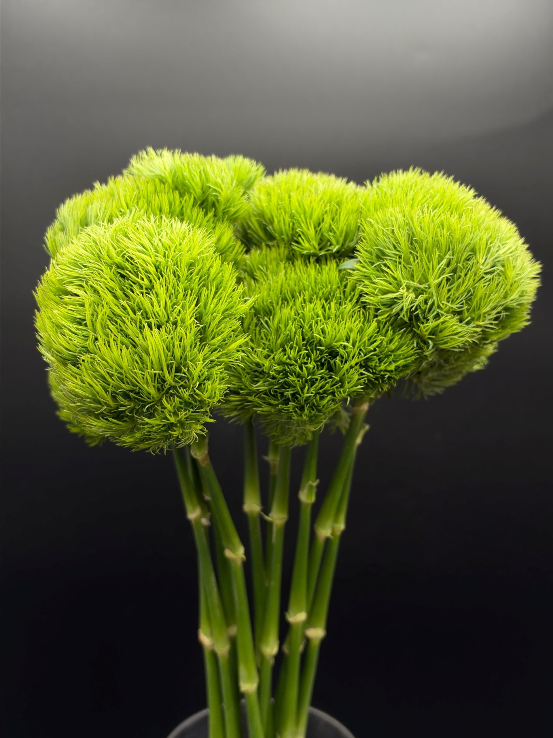 dianthus greenball