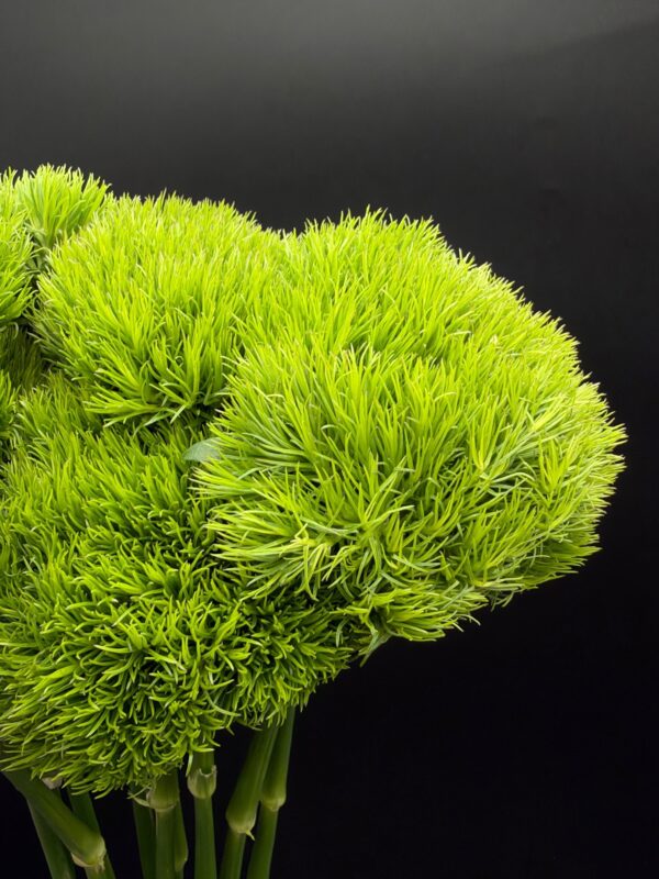 dianthus greenball - Image 2