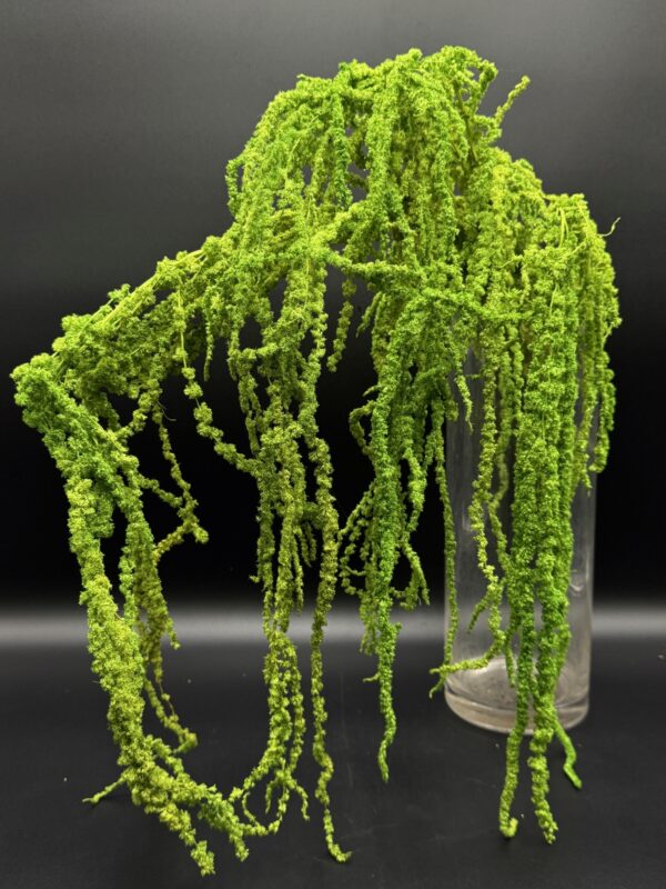 dried amaranthus bleached white - Image 4