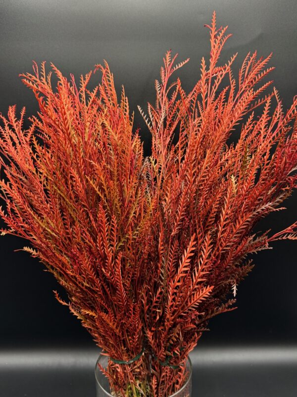 Grevillea Tinted - Image 3