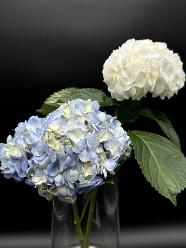 Hydrangea