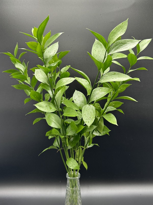 Israeli Ruscus