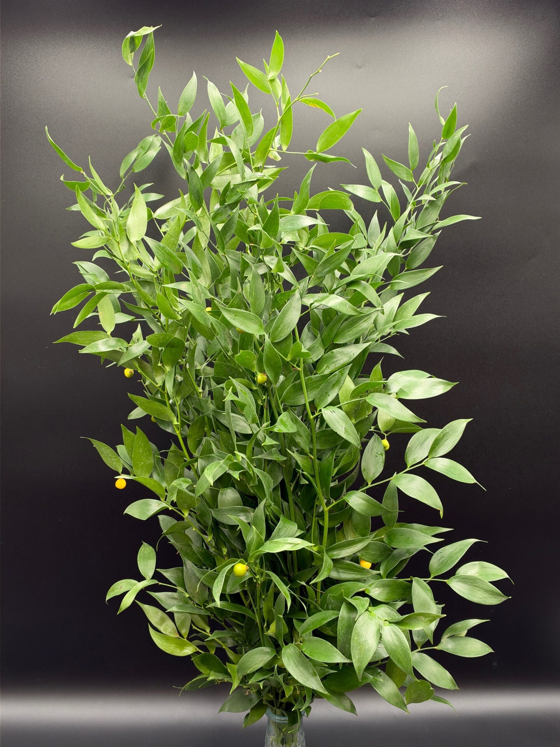 italian ruscus