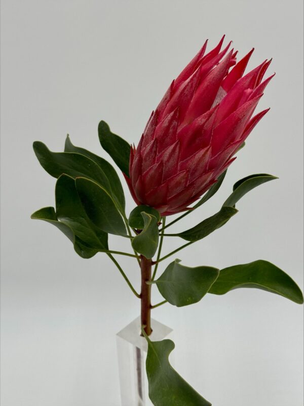 King Proteas Africa - Image 3
