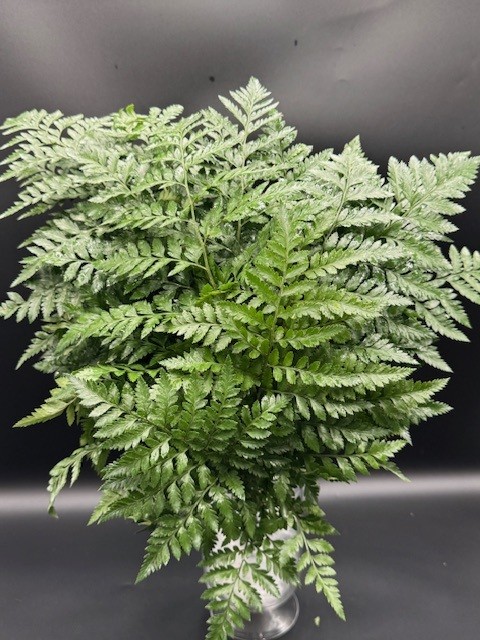 Leatherleaf