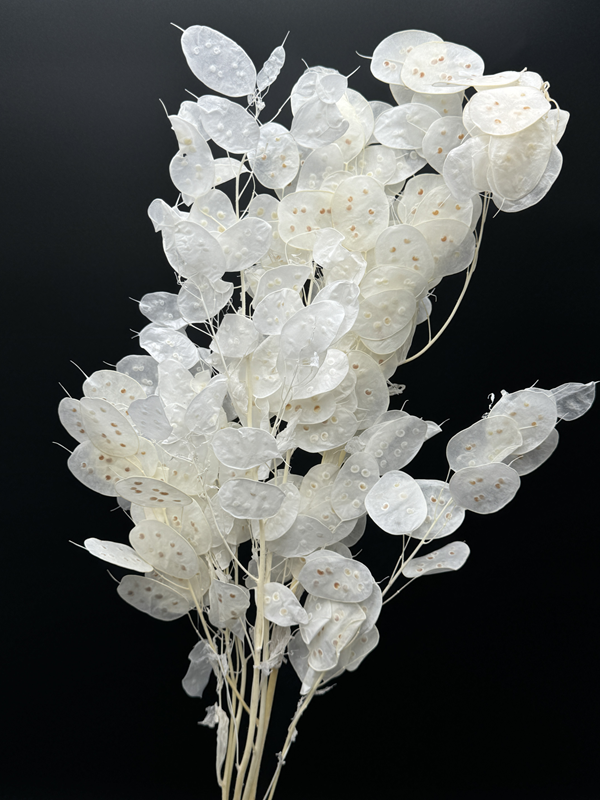 Dried white lunaria