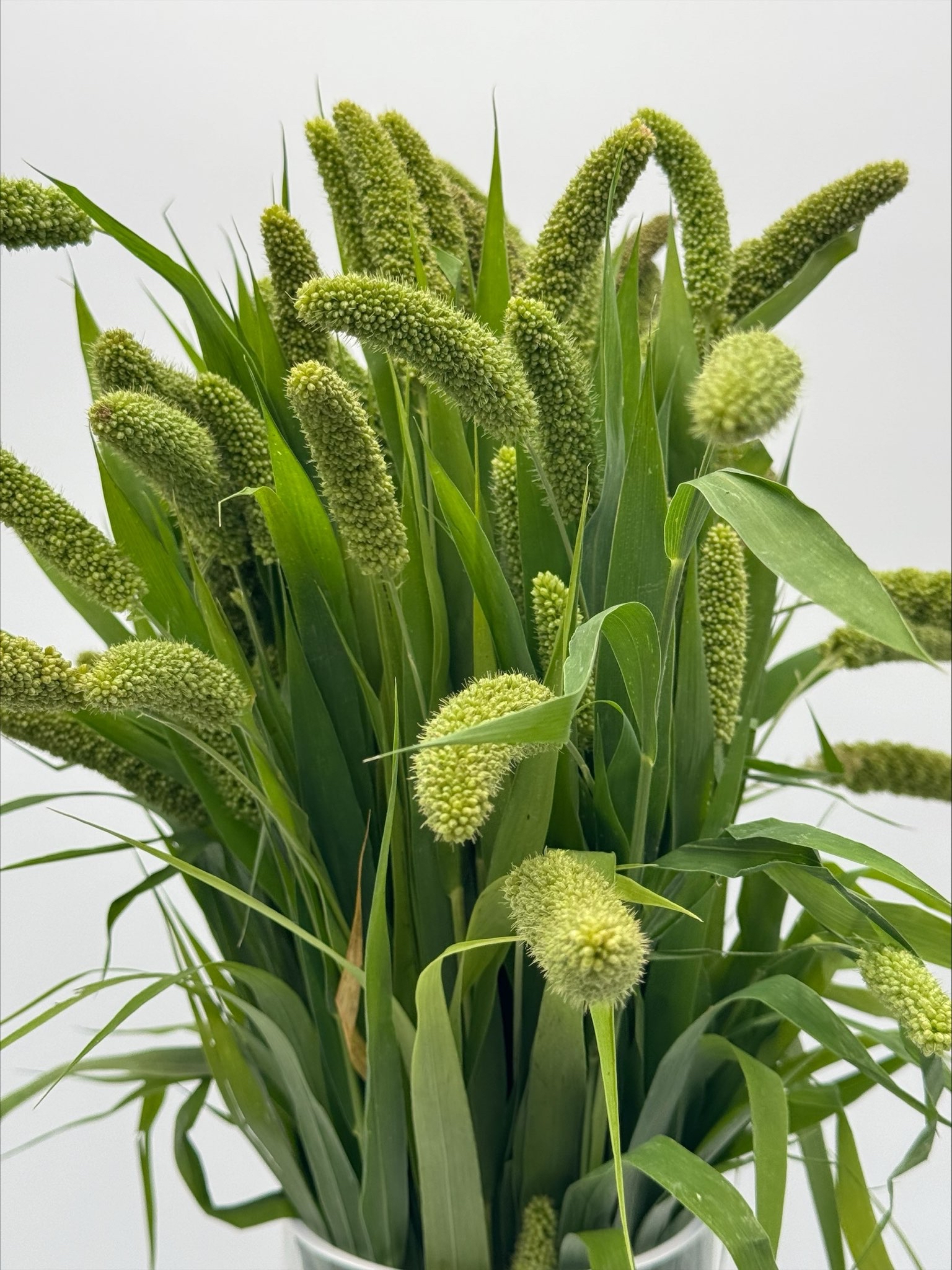 millet green