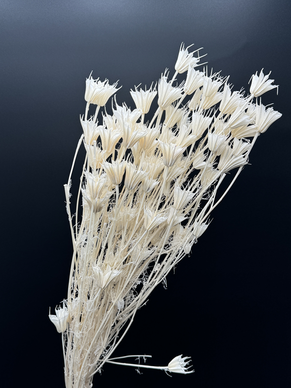 dried  nigella bleached