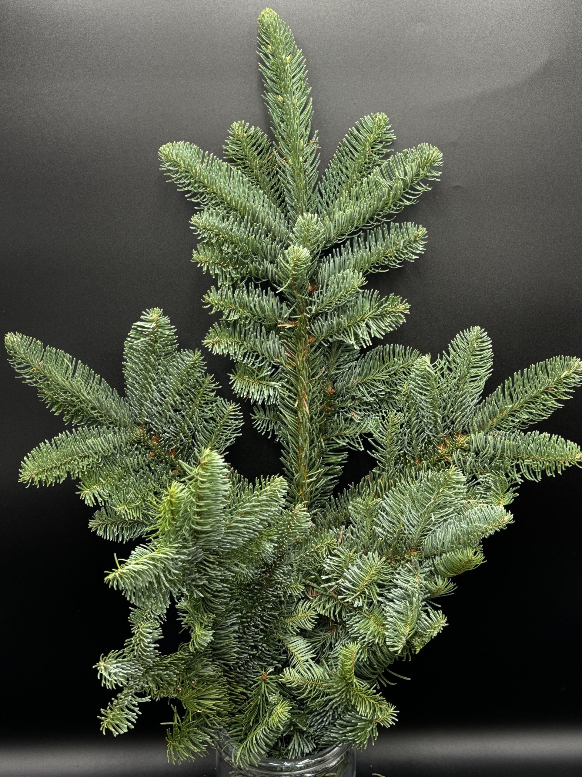 noble fir