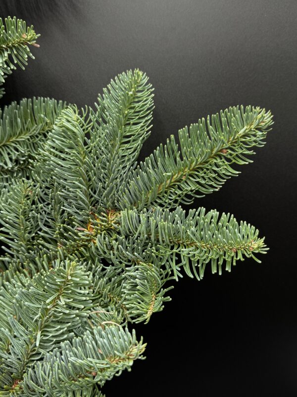 noble fir - Image 3
