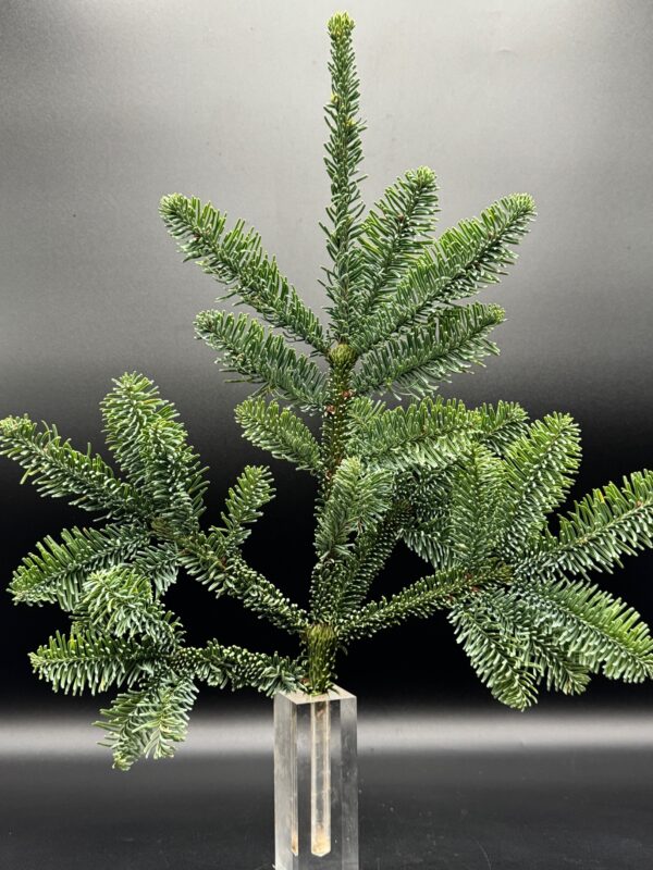 noble fir - Image 4