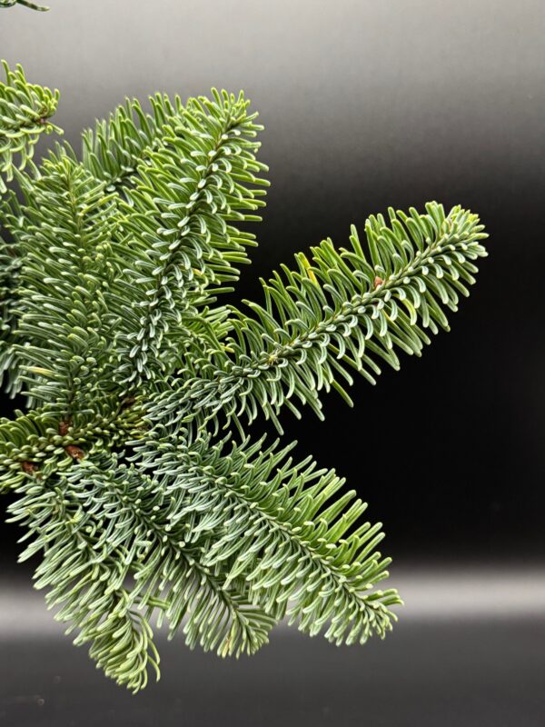 noble fir - Image 2