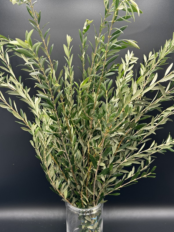 olive branches