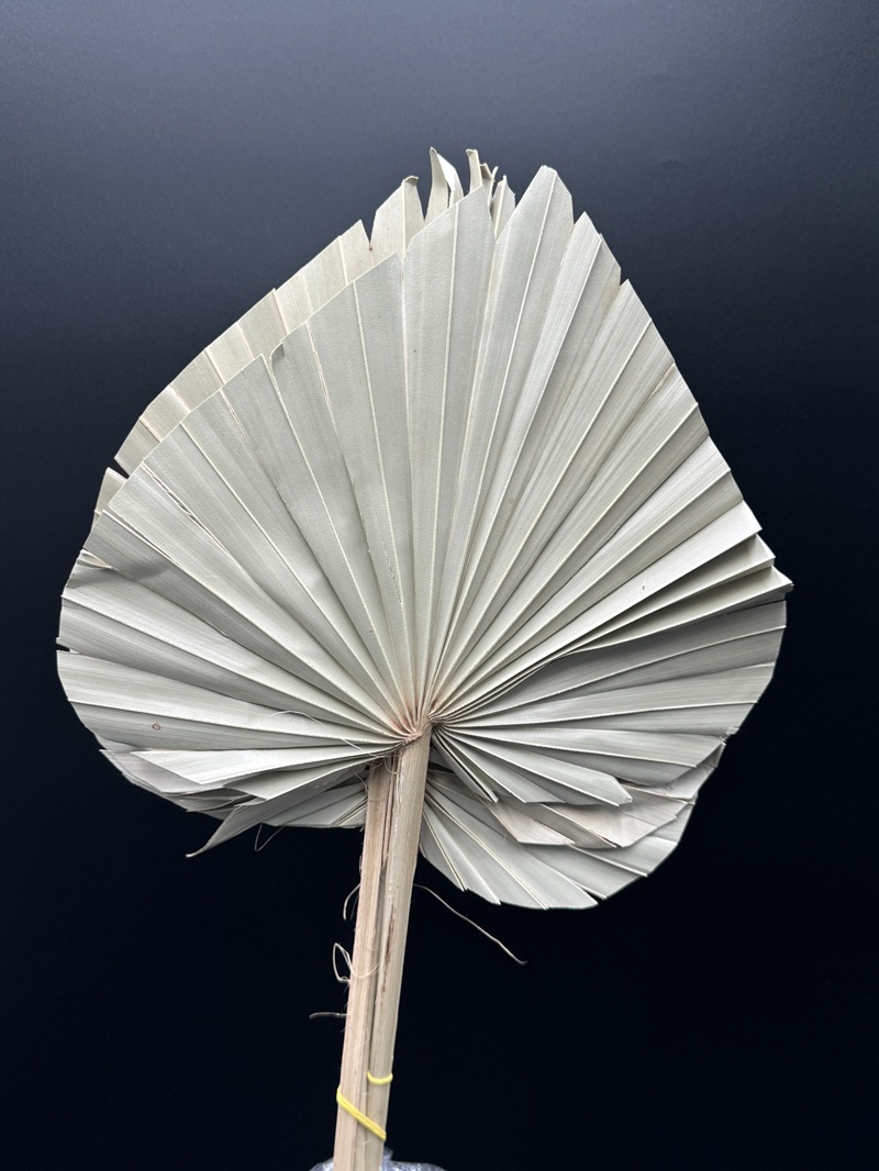 Dried Palm Spear Natural italy