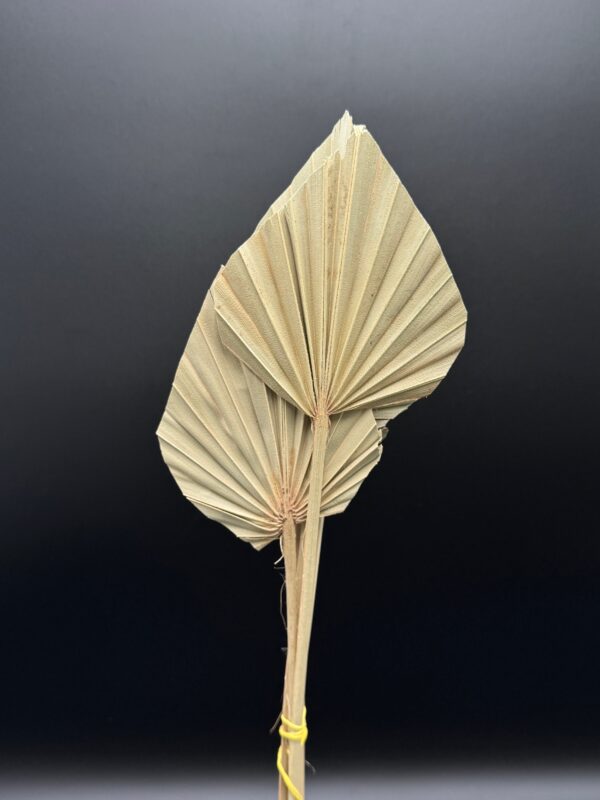Dried Palm Spear Natural italy - Image 2