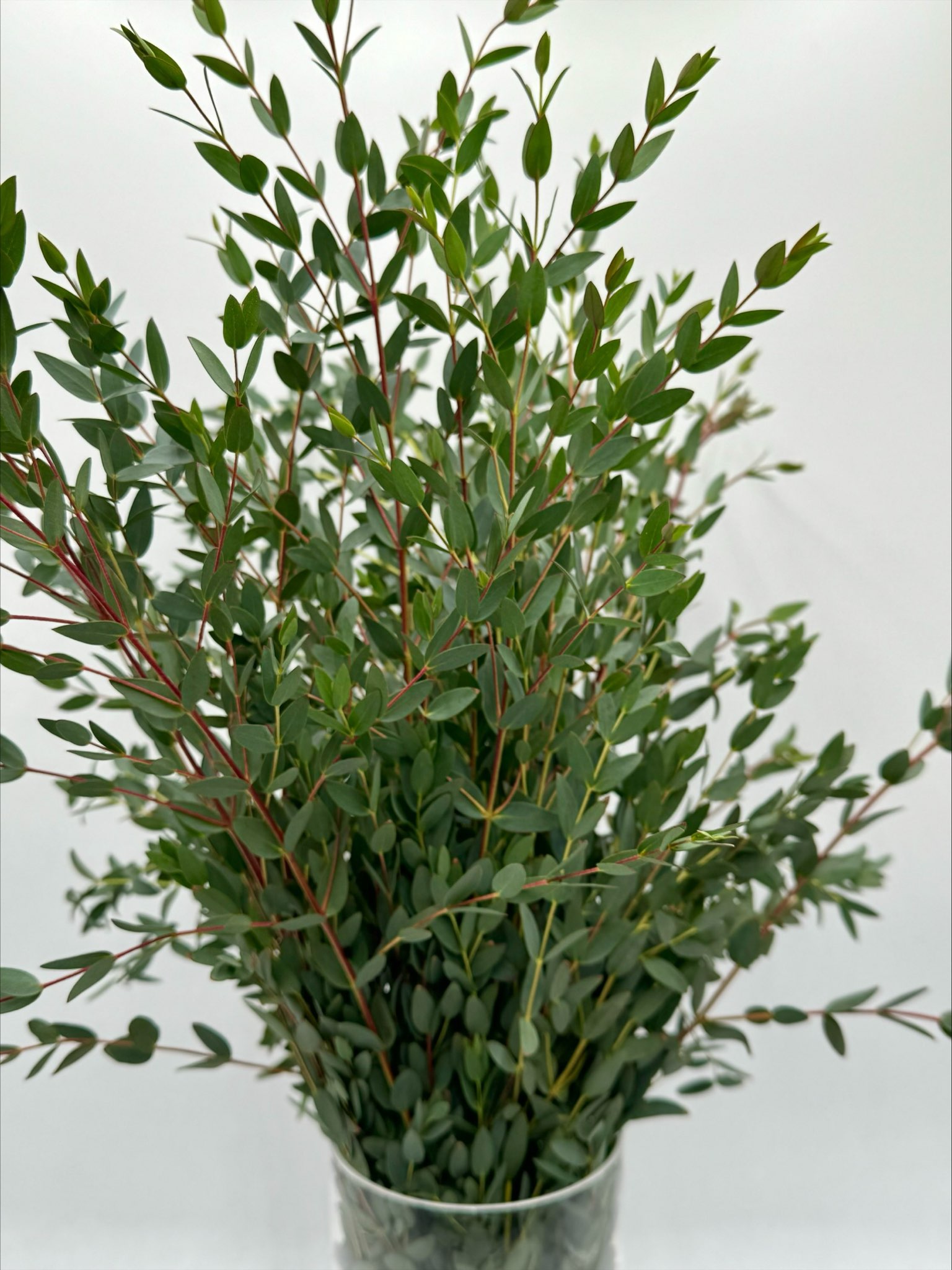 Eucalyptus Parvifolia