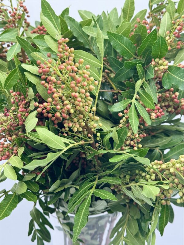 pepper berry - Image 2