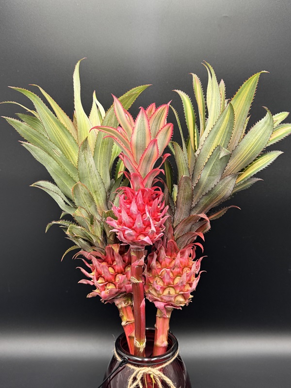 Pink pineapple large