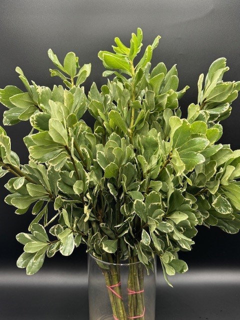 Pittosporum Variegated Imported