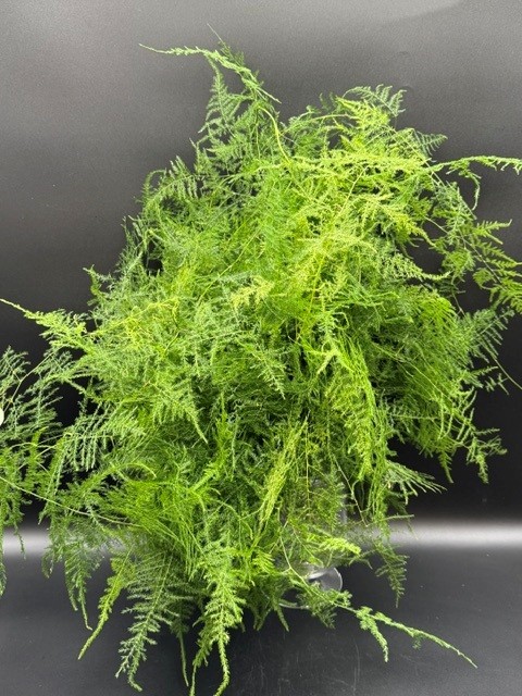plumosa