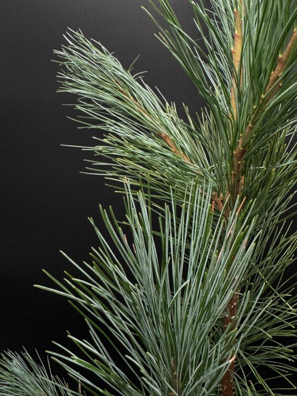 princess pine - Image 2