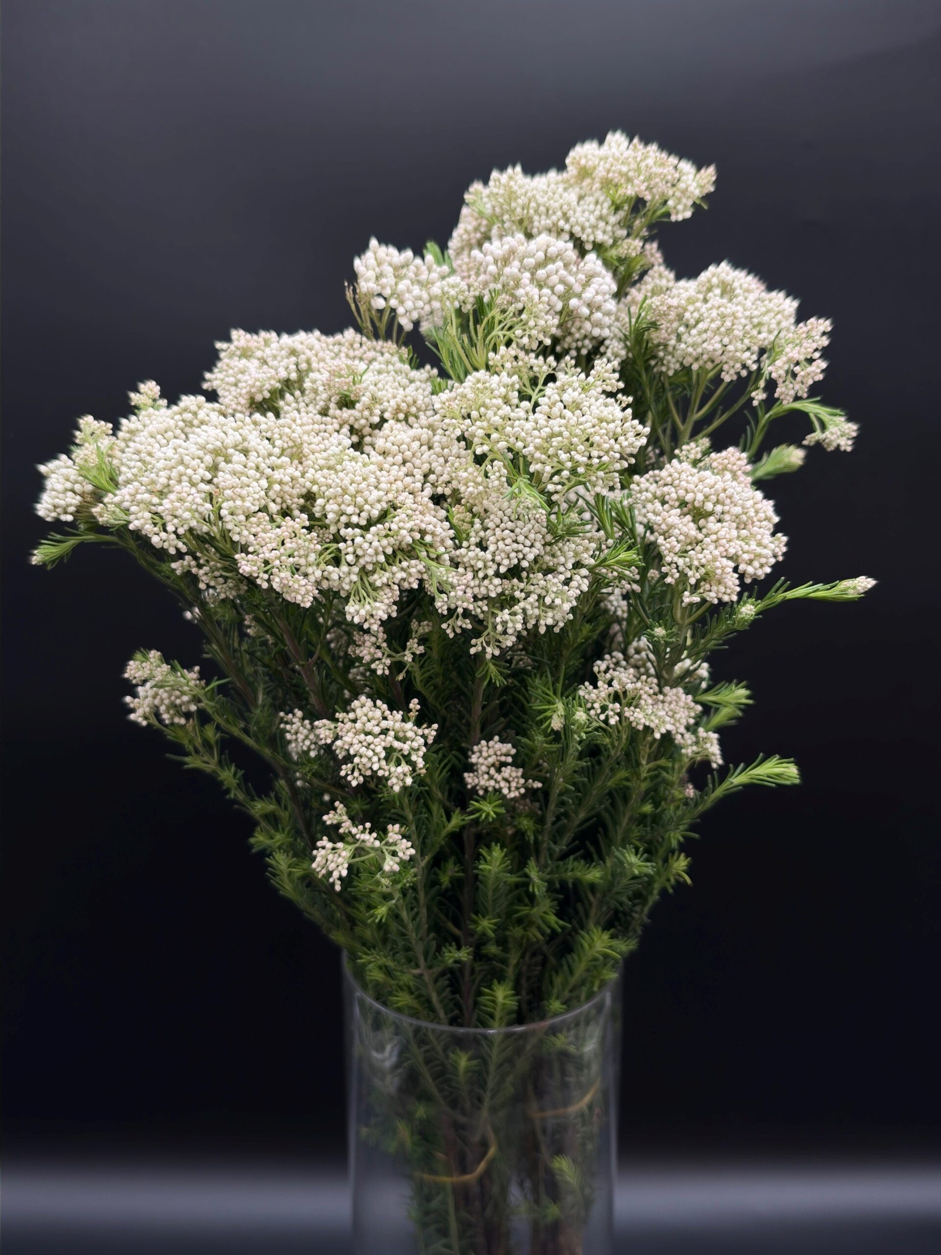 rice flower