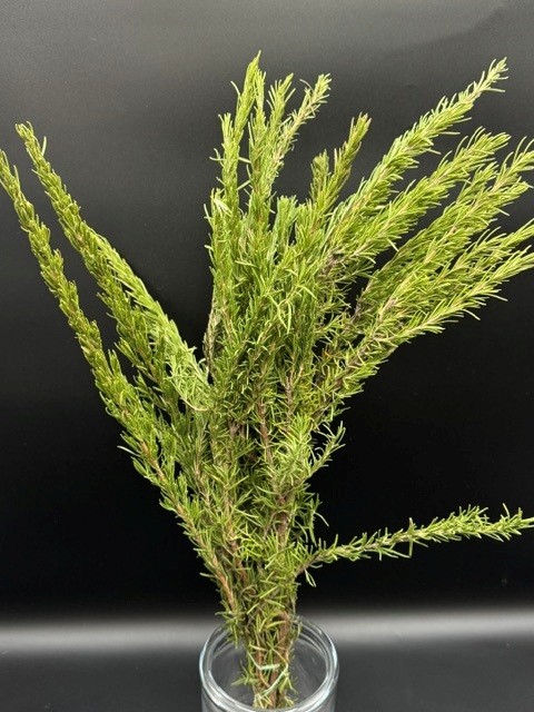 ROSEMARY