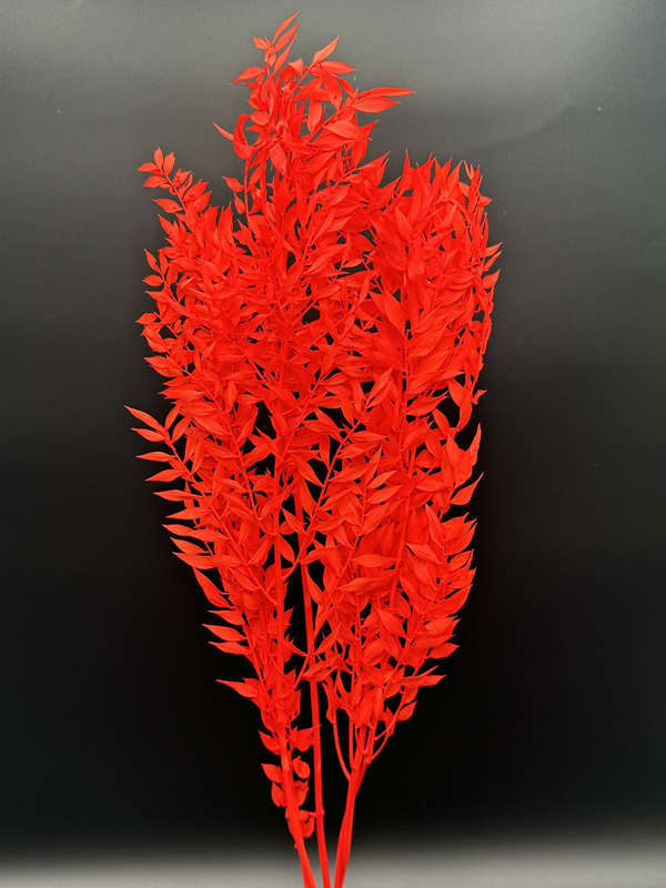 dried italian ruscus - Image 4