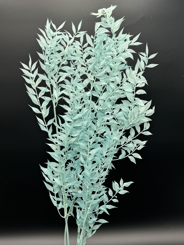 dried italian ruscus - Image 3