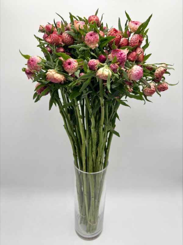 Straw Flower - Image 5