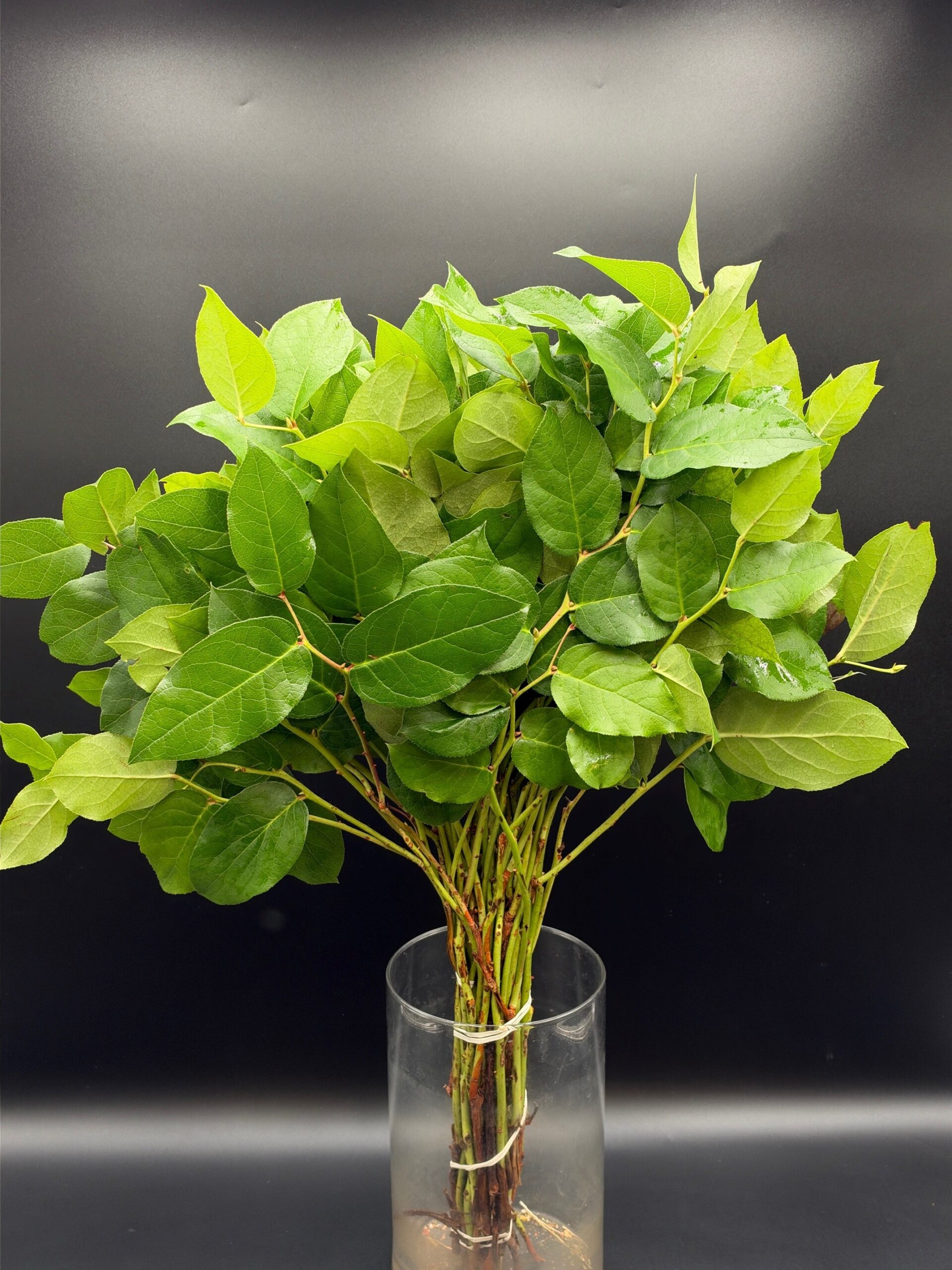 salal