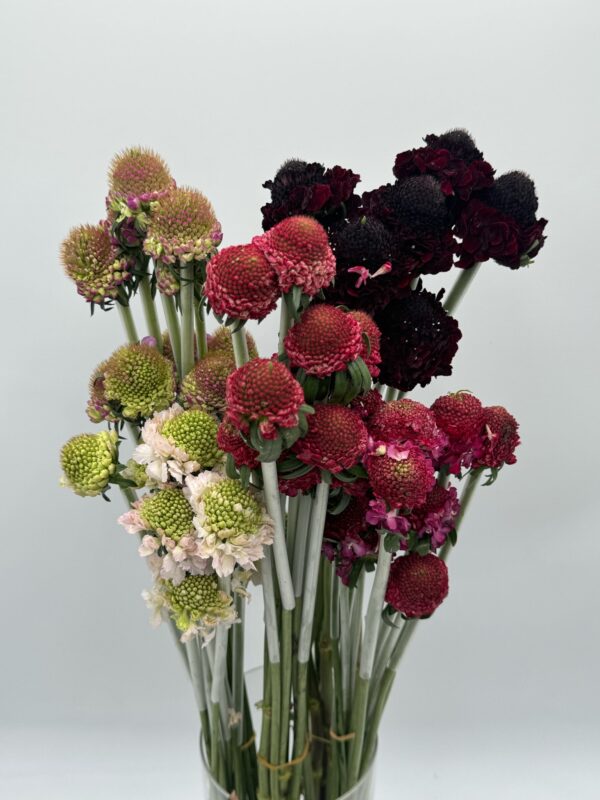 scabiosa scoop - Image 2
