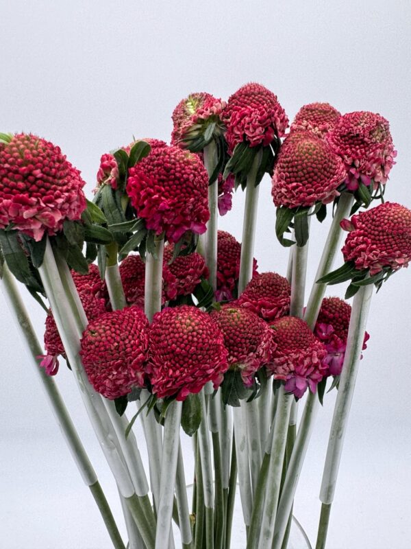 scabiosa scoop - Image 3
