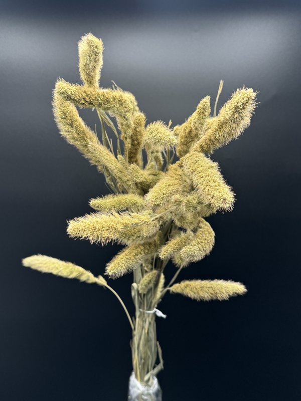 Dried Setaria Natural